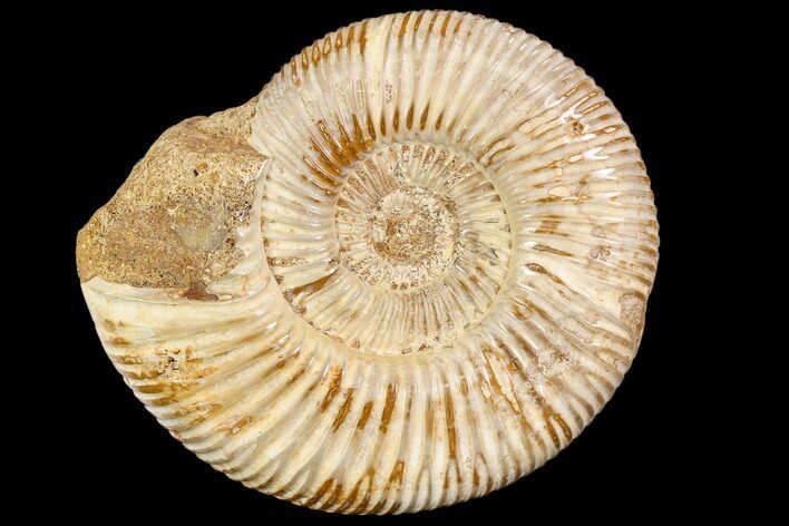 Polished Jurassic Ammonite (Perisphinctes) - Madagascar #104951